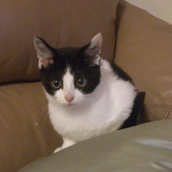 うちの子に＾＾