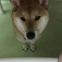 この子を幸せにしてくださる方お願いします