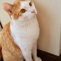 穏やかな男前のWAONくん