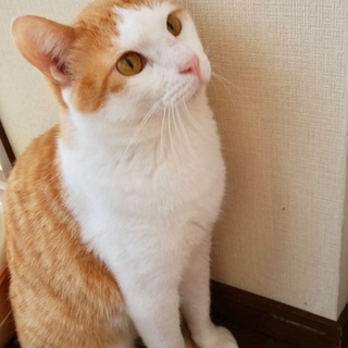 穏やかな男前のWAONくん