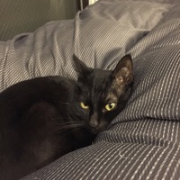 ヘタマロ