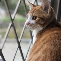 ピー助