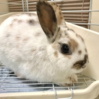 飼育放棄されたうさぎの里親様募集