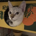 再掲載☆青い瞳の笹かま美形ニャンコ