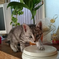 メイちゃん(=^ェ^=)