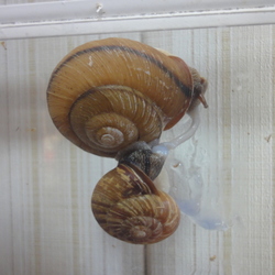 「「エイゾーさん」＆「ユメちゃん」が・・・」サムネイル1