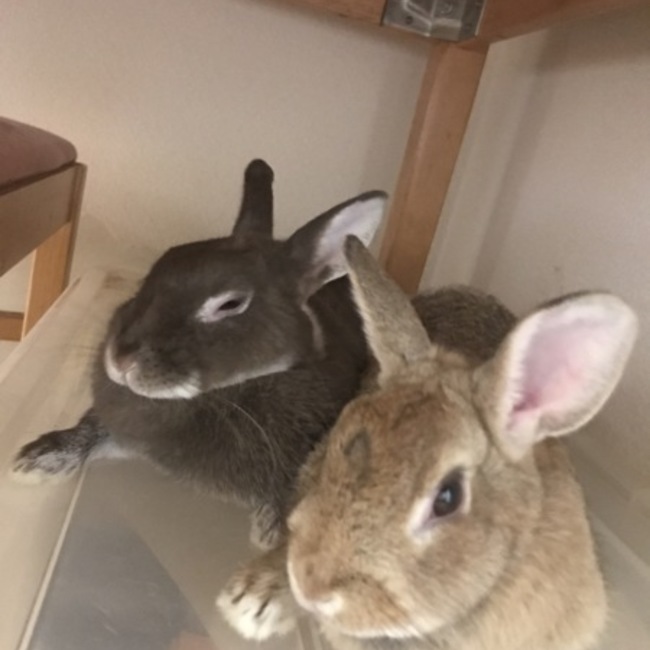 またりおのカバー写真