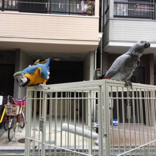 Rue♡のカバー写真