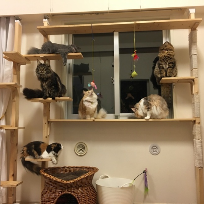 ねこ大好き過ぎてのカバー写真