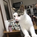 甘えん坊で元気いっぱい！キジシロ の女の子♪
