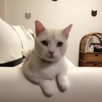 ミュウ
