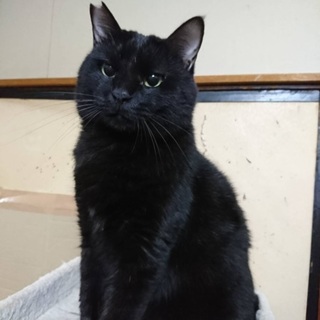 テディベアみたいな大きな黒猫よつば君。