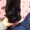 テディベアみたいな大きな黒猫よつば君。 サムネイル2