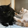 テディベアみたいな大きな黒猫よつば君。 サムネイル4