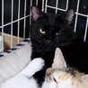 テディベアみたいな大きな黒猫よつば君。 サムネイル6