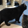テディベアみたいな大きな黒猫よつば君。 サムネイル7