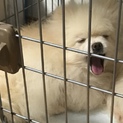 ポメラニアンの里親募集