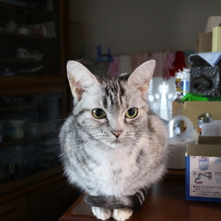 急募　里親募集