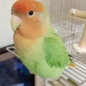 手乗りコザクラインコの里親募集してます