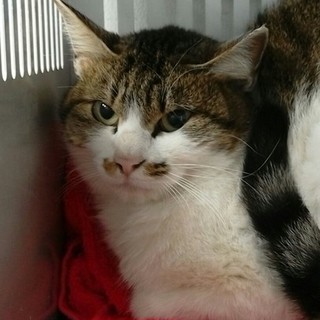 明日の朝に収容期限を迎えます。