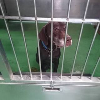 亡くなりました(T△T)お迎えなしのポインター系♂