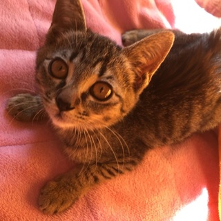 整ったお顔の女の子