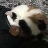 catcat