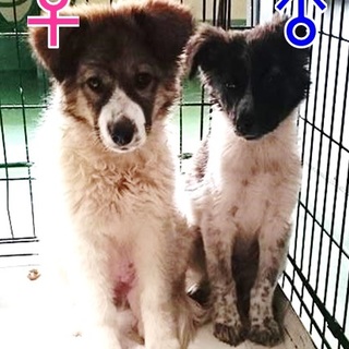 【感謝】繋がります！野犬子犬コンビ。黒白くん♂