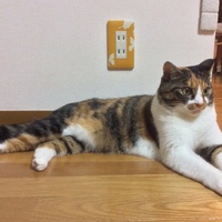 ミー