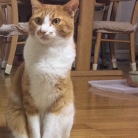 ちゃーちゃ