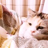 の写真