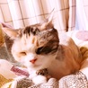 の写真