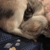 の写真