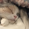 の写真