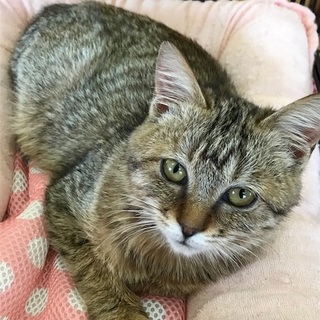 ふんわり毛皮のお嬢