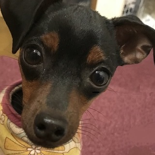 先天性心臓疾患で殺処分場へ　検査・治療できる方限定