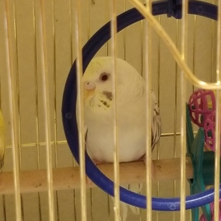 可愛がっていただける方よろしくお願いいたします‼