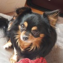 繁殖リタイア犬♂キヨシ