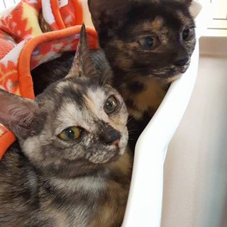 代理掲載・サビ姉妹のぺぺとポポ