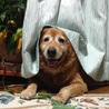 bo