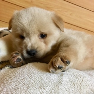 里親さま決まりました☆