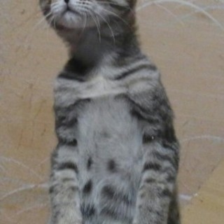 キジトラ★梅ちゃん