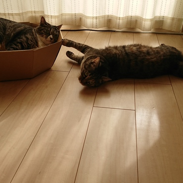 最近は「シャー」もなく、仲良し猫姉妹です。