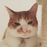 の写真