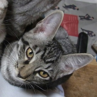 黒トラ★家康くん