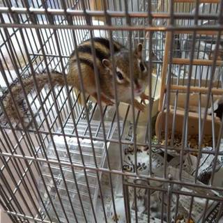 シマリスの里親探し