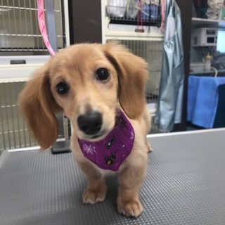 急募 カニヘンダックスフンド5ヶ月の男の子