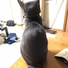 大きくなった背中。