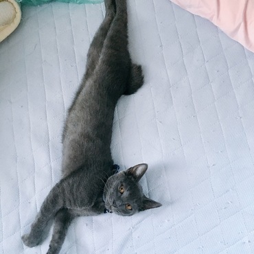 凛々しいお顔。