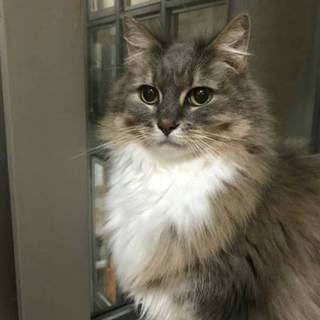 ノルウェージャンのムーンです。